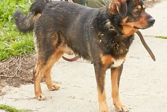 Moris- potomek rottweilera szuka domu !, Śląskie, Sosnowiec