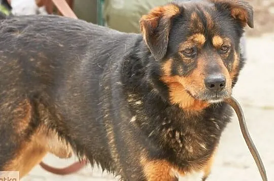 Moris- potomek rottweilera szuka domu !, Śląskie, Sosnowiec