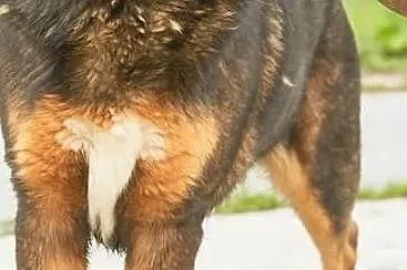 Moris- potomek rottweilera szuka domu !, Śląskie, Sosnowiec