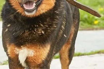 Moris- potomek rottweilera szuka domu !, Śląskie, Sosnowiec