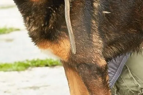 Moris- potomek rottweilera szuka domu !, Śląskie, Sosnowiec