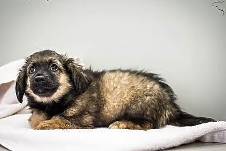 BĄBEL - 4 miesięczny śliczny szczeniak do adopcji,  mazowieckie Warszawa