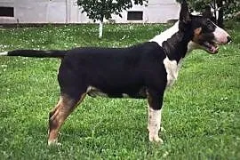 Bull Terrier,  Bulterier cała Polska, cała Polska