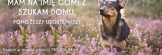 Aktywny i wesoły pies szuka dobrego domu, mazowie