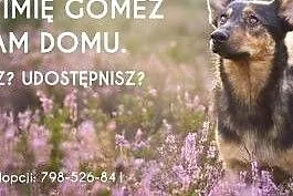Aktywny i wesoły pies szuka dobrego domu,  mazowie