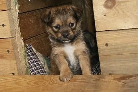 Rachel szuka domu,  śląskie Częstochowa