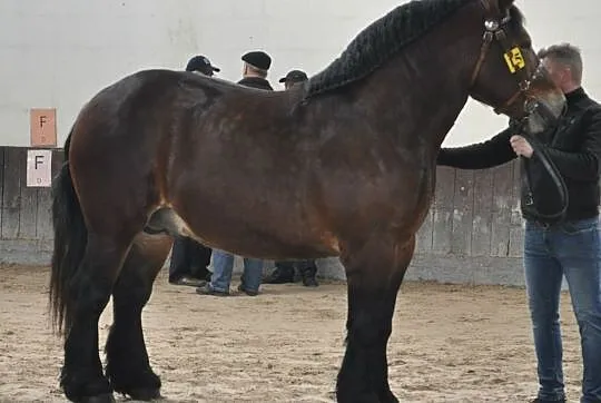 Sprzedam sztumskiego ogiera zimnokrwistego Ramirez, , Świercze