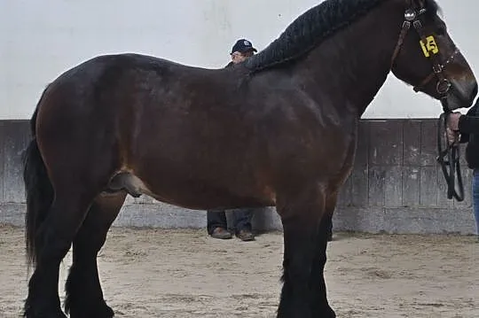 Sprzedam sztumskiego ogiera zimnokrwistego Ramirez, , Świercze