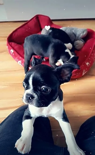 Boston terrier, Wielkopolskie, Nowy Tomyśl
