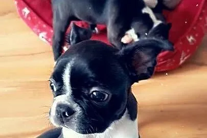Boston terrier, Wielkopolskie, Nowy Tomyśl