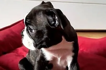 Boston terrier, Wielkopolskie, Nowy Tomyśl
