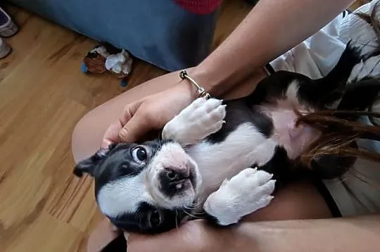 Boston terrier, Wielkopolskie, Nowy Tomyśl