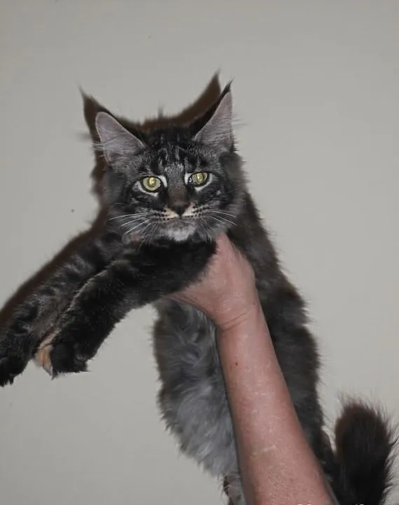 Dziewczynki Maine Coon.