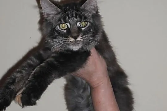 Dziewczynki Maine Coon.