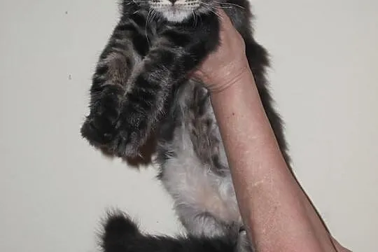 Dziewczynki Maine Coon.