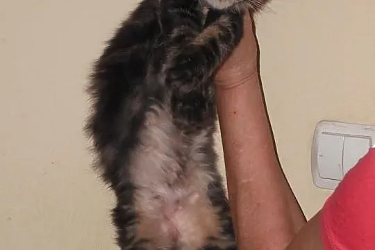 Dziewczynki Maine Coon.