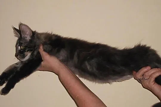 Dziewczynki Maine Coon.