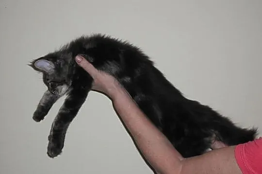 Dziewczynki Maine Coon.