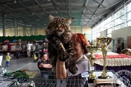 Dziewczynki Maine Coon.