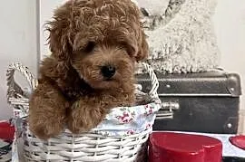 Maltipoo F1 już gotowe