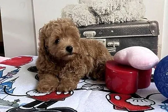 Maltipoo F1 już gotowe, Wielkopolskie, Świeca