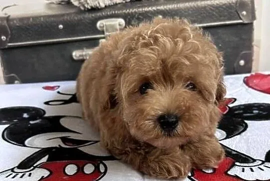 Maltipoo F1 już gotowe, Wielkopolskie, Świeca