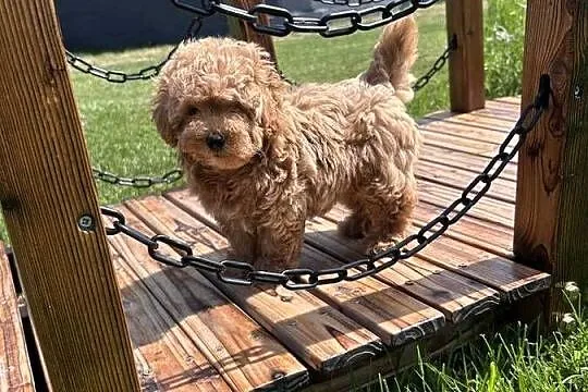Maltipoo F1 już gotowe, Wielkopolskie, Świeca