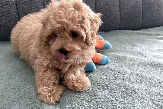 Maltipoo F1 już gotowe, Wielkopolskie, Świeca
