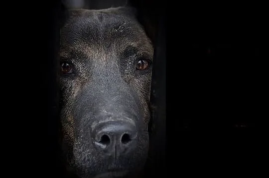 TERI_Oczy wpatrzone w człowieka bez pamięci___Poko