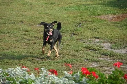 Tutuś młody miły pies czeka na nowy dom ADOPCJA ŁT
