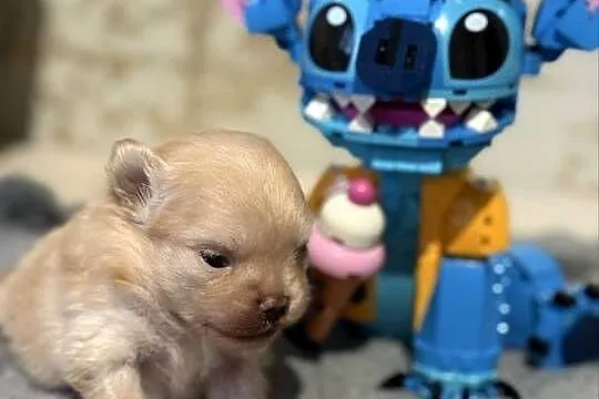 Szpic miniaturowy pomeranian dziewczynka