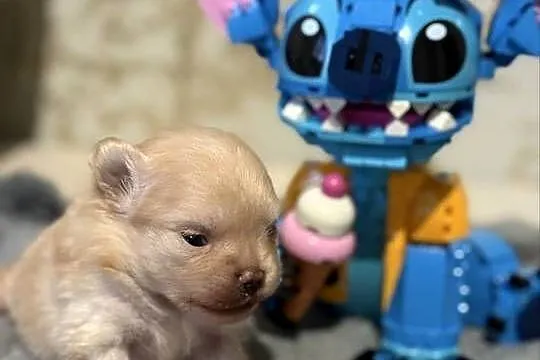 Szpic miniaturowy pomeranian dziewczynka, Śląskie, Gliwice