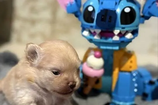 Szpic miniaturowy pomeranian dziewczynka, Śląskie, Gliwice