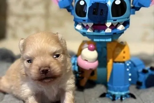 Szpic miniaturowy pomeranian dziewczynka, Śląskie, Gliwice