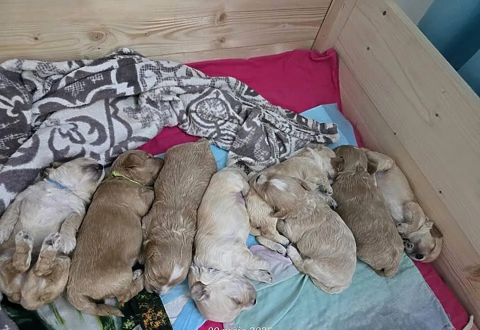 Maltipoo rezerwacja, Śląskie, Rybnik