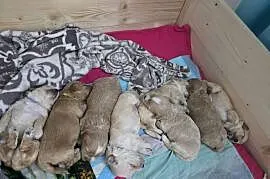 Maltipoo rezerwacja
