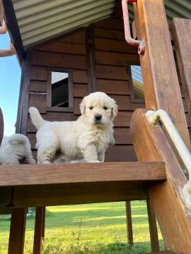 Most beautiful and outstanding Golden Retriever puppies ready to make a new family awe, , Sawino