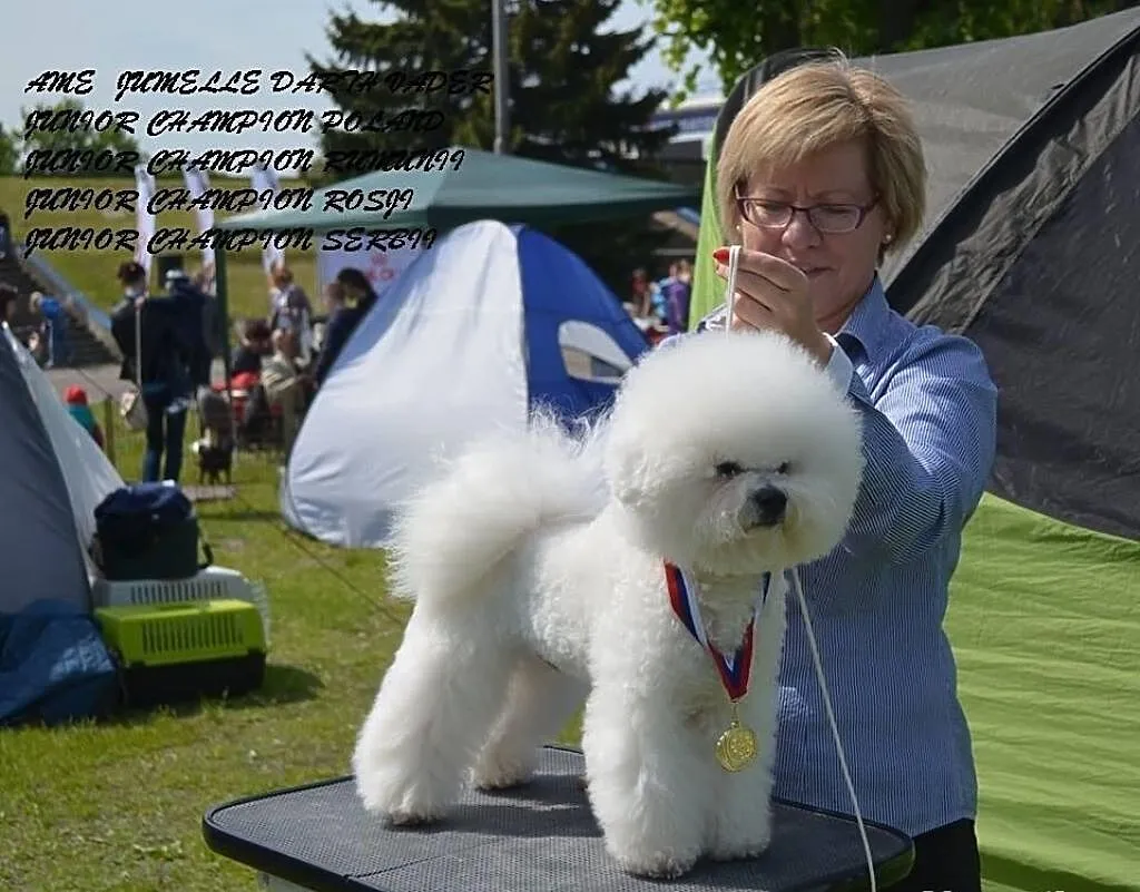 Szczeniaki z rodowodem wspaniałej rasy Bichon Fris