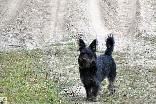 Pokochaj psotną Fruzię