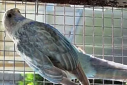 Rozella białolica niebieski pastelowy, Opolskie, Opole