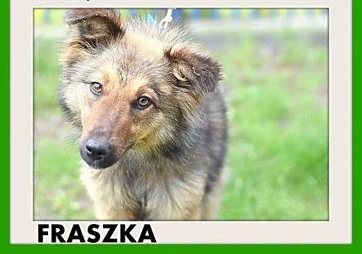 FRASZKA,średnia,młoda,łagodna,spokojna suczka.ADOP