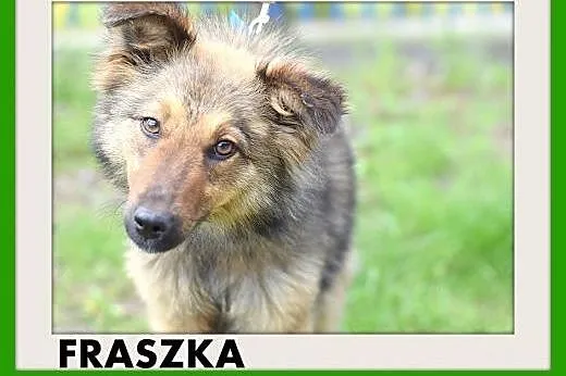FRASZKA,średnia,młoda,łagodna,spokojna suczka.ADOP