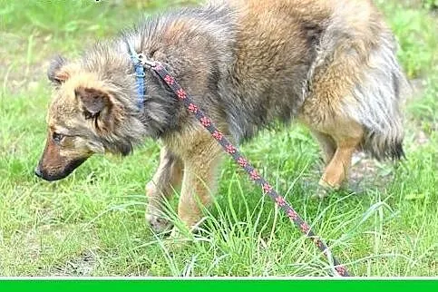 FRASZKA,średnia,młoda,łagodna,spokojna suczka.ADOP