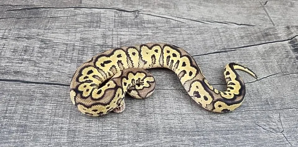 Pyton królewski python regius samiec, Dolnośląskie, Wrocław