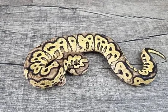 Pyton królewski python regius samiec, Dolnośląskie, Wrocław