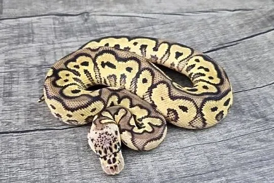 Pyton królewski python regius samiec, Dolnośląskie, Wrocław