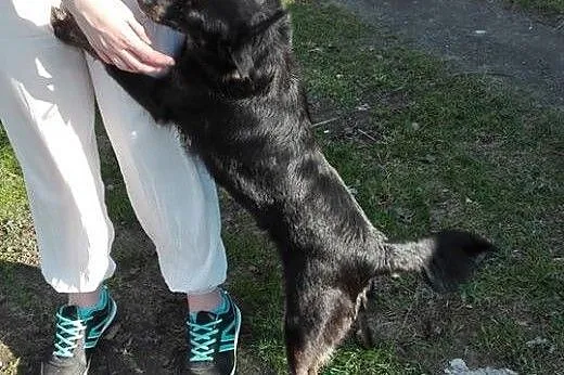 Młoda,zrównoważona i nieduża! Mela szuka domu,  Ku