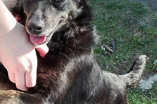 Młoda,zrównoważona i nieduża! Mela szuka domu,  Ku