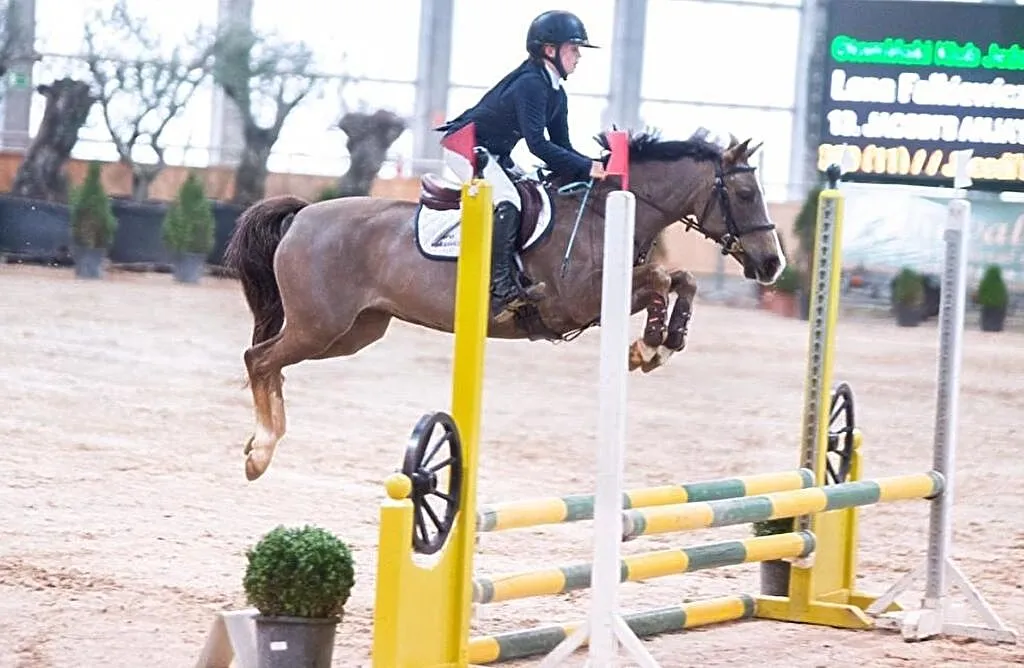 Sprzedam kuca gr.C rasy new forest pony, , Otomin