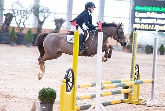 Sprzedam kuca gr.C rasy new forest pony, , Otomin